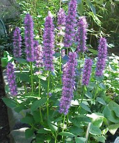 Ansie Hyssop Perennial by Regional Science Consortium