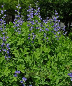 Blue False Indigo Perennial by by Regional Science Consortium