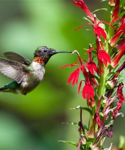 Cardinal Flower Perennial by Regional Science Consortium