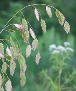 Northern Sea Oats Grass by Regional Science Consortium
