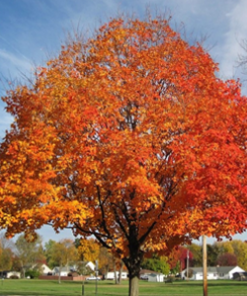Sugar Maple Tree by Regional Science Consotrium
