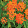 Butterfly Weed by Regional Science Consortium