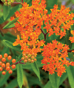 Butterfly Weed by Regional Science Consortium