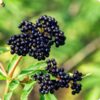 Elderberry by Regional Science Consortium