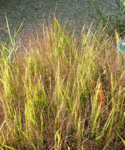 Purple Love Grass by Regional Science Consortium