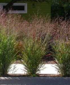 Switchgrass by Regional Science Consortium