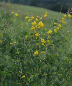 Small Yellow Wild Indigo
