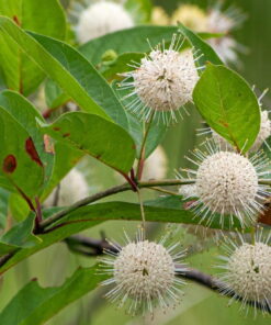 Buttonbush