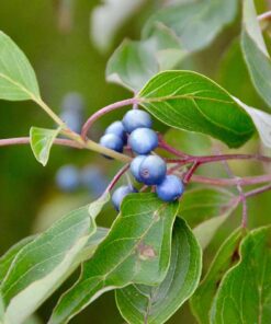 Silky Dogwood