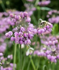 Nodding Onion