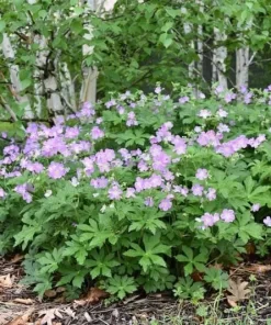 Wild Geranium