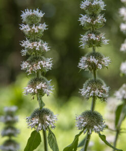 Hairy Wood Mint
