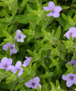 Wild Petunia
