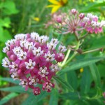 milkweed